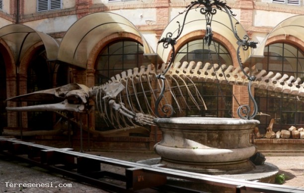 Museo di storia naturale dell'Accademia dei Fisiocritici